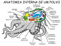 image-2 Polvos têm três corações e sangue azul! Descubra por quê!